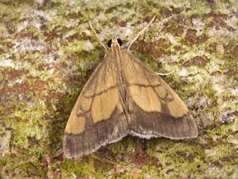 Evergestis limbata L. adulte - Philippe Mothiron