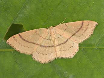 Cyclophora linearia Hb. adulte - Philippe Mothiron