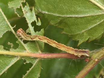  Chenille de Cyclophora linearia Hb. - ©Philippe Mothiron