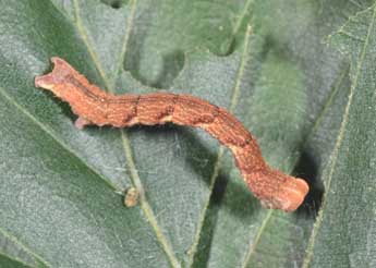  Chenille de Cyclophora linearia Hb. - ©Philippe Mothiron