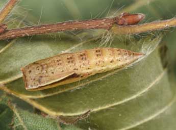  Chrysalide de Cyclophora linearia Hb. - ©Philippe Mothiron