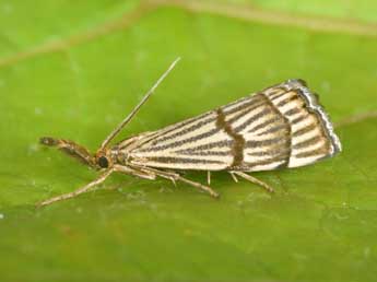 Chrysocrambus linetella F. adulte - ©Philippe Mothiron