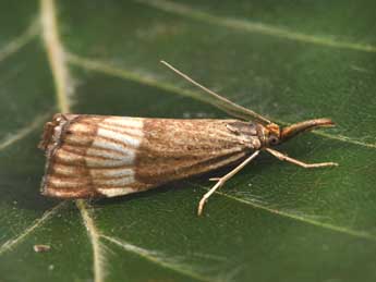 Chrysocrambus linetella F. adulte - ©Philippe Mothiron