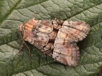 Litoligia literosa Hw. adulte - Philippe Mothiron