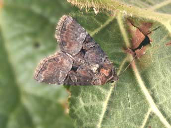 Litoligia literosa Hw. adulte - Philippe Mothiron