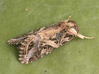 Spodoptera littoralis Bsdv. adulte - Philippe Mothiron