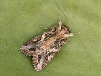 Spodoptera littoralis Bsdv. adulte - ©Philippe Mothiron