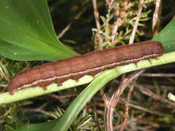  Chenille de Anchoscelis litura L. - Philippe Mothiron