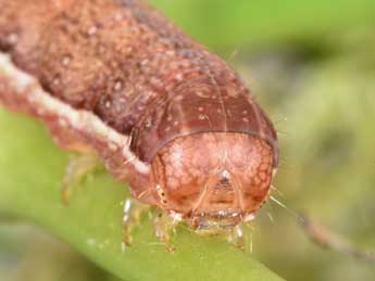  Chenille de Anchoscelis litura L. - ©Philippe Mothiron