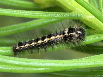  Chenille de Cosmotriche lobulina D. & S. - Serge Wambeke