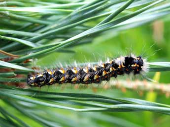  Chenille de Cosmotriche lobulina D. & S. - ©Georges Verhulst