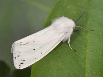 Spilosoma lubricipeda L. adulte - ©Philippe Mothiron