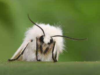 Spilosoma lubricipeda L. adulte - ©Philippe Mothiron