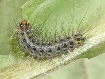  Chenille de Spilosoma lubricipeda L. - Philippe Mothiron