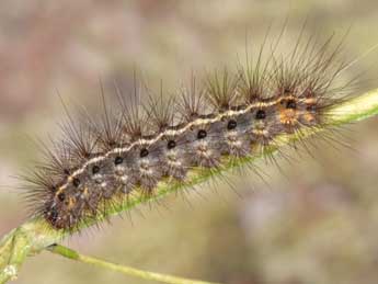  Chenille de Spilosoma lubricipeda L. - Philippe Mothiron