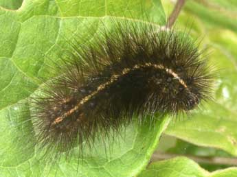  Chenille de Spilosoma lubricipeda L. - Philippe Mothiron