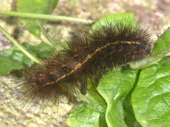  Chenille de Spilosoma lubricipeda L. - ©Philippe Mothiron