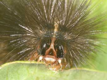  Chenille de Spilosoma lubricipeda L. - Philippe Mothiron