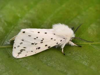 Spilosoma lubricipeda L. adulte - Philippe Mothiron