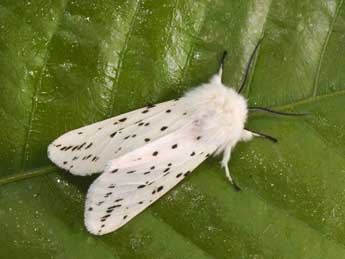 Spilosoma lubricipeda L. adulte - ©Philippe Mothiron