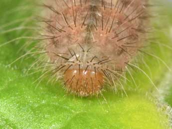  Chenille de Hamearis lucina L. - ©Philippe Mothiron