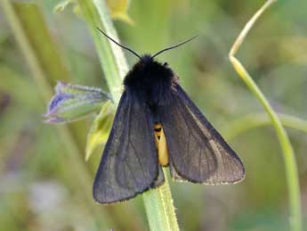 Epatolmis luctifera D. & S. adulte - Lionel Taurand