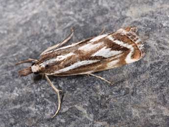 Catoptria luctiferella Hb. adulte - Philippe Mothiron