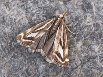 Catoptria luctiferella Hb. adulte - ©Philippe Mothiron