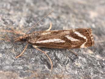 Catoptria luctiferella Hb. adulte - ©Philippe Mothiron