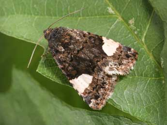 Tyta luctuosa D. & S. adulte - Philippe Mothiron