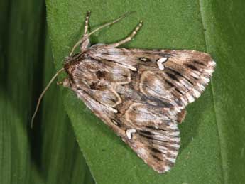 Calophasia lunula Hfn. adulte - ©Philippe Mothiron