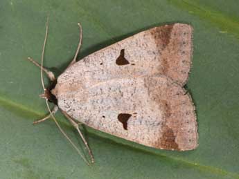 Lygephila lusoria L. adulte - Philippe Mothiron