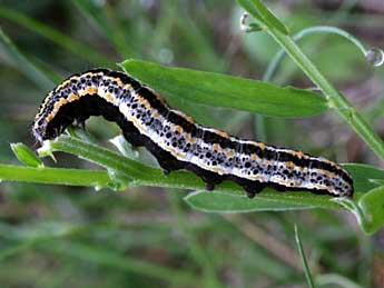  Chenille de Lygephila lusoria L. - ©Alex Corge