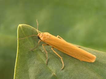 Indalia lutarella L. adulte - ©Philippe Mothiron