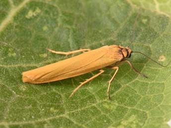 Indalia lutarella L. adulte - ©Philippe Mothiron