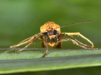 Indalia lutarella L. adulte - ©Philippe Mothiron