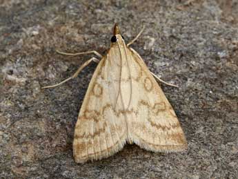 Udea lutealis Hb. adulte - ©Lionel Taurand