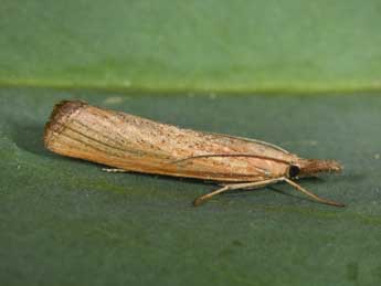 Pediasia luteella D. & S. adulte - Philippe Mothiron