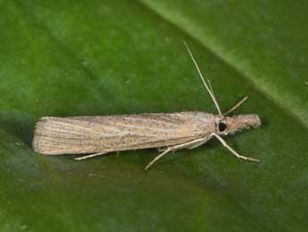 Pediasia luteella D. & S. adulte - Philippe Mothiron