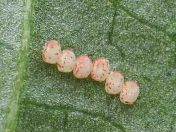  Oeuf de Opisthograptis luteolata L. - ©Thomas Huet