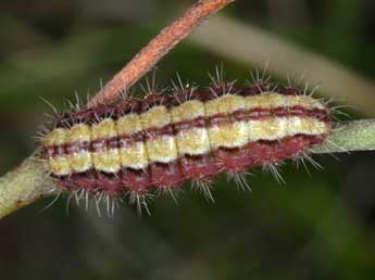  Chenille de Adscita mannii Led. - ©Wolfgang Wagner, www.pyrgus.de