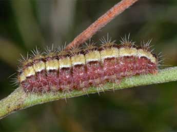  Chenille de Adscita mannii Led. - ©Wolfgang Wagner, www.pyrgus.de