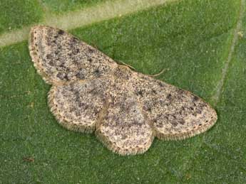 Scopula marginepunctata Gze adulte - Philippe Mothiron