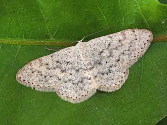 Scopula marginepunctata Gze adulte - ©Philippe Mothiron