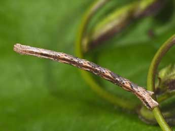  Chenille de Scopula marginepunctata Gze - ©Philippe Mothiron