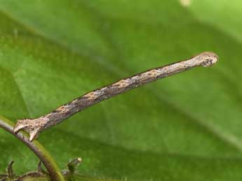  Chenille de Scopula marginepunctata Gze - ©Philippe Mothiron