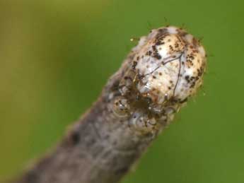  Chenille de Scopula marginepunctata Gze - ©Philippe Mothiron