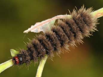  Chenille de Syntomis quercii Vty - ©Paolo Mazzei