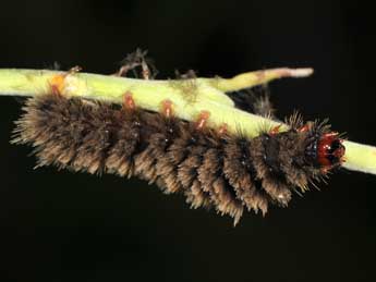  Chenille de Syntomis quercii Vty - ©Paolo Mazzei