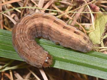  Chenille de Thalpophila matura Hfn. - Philippe Mothiron